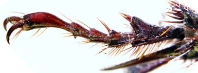 A close-up of a fly's tarsi. Source: http://sites.biology.duke.edu/dukeinsects/Promachus_species.php