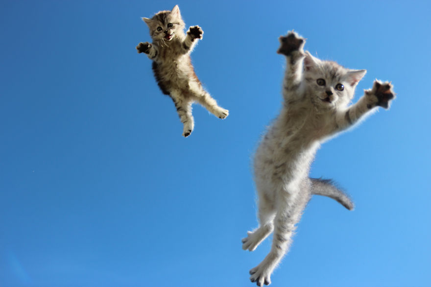 cats jumping 