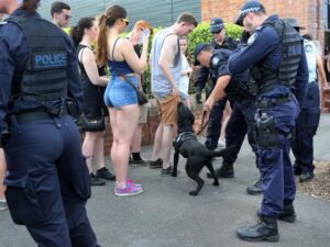 Police sniffer dogs check the incoming crowd for drugs at Stereosonic in Brisbane