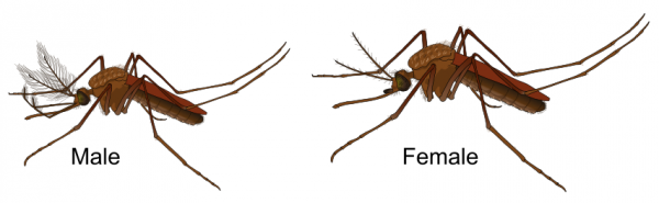 mosquitoes gender