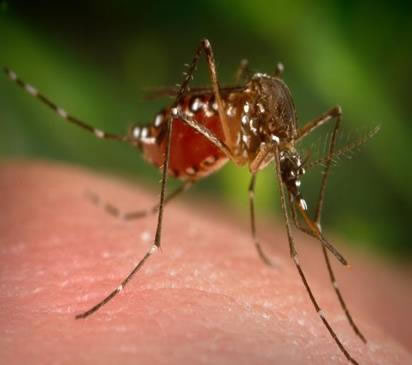 mosquitoes close up