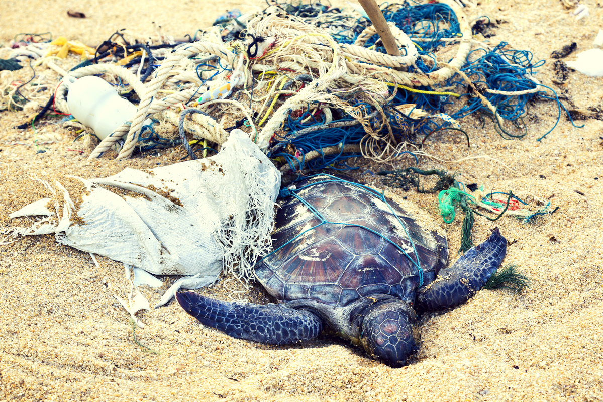 Морские черепахи в мусоре. Животные страдают от загрязнения. Животные Запутавшиеся в мусоре.