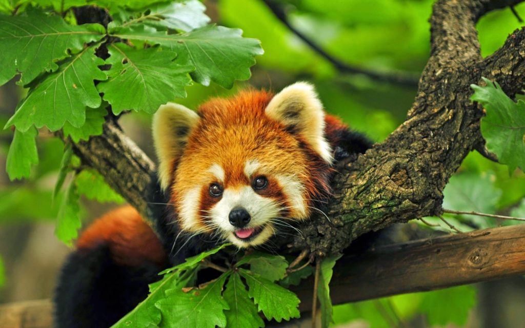 red panda tree