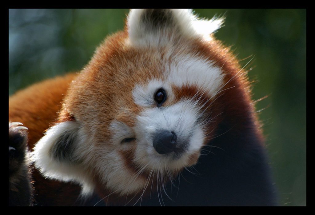 red panda wink