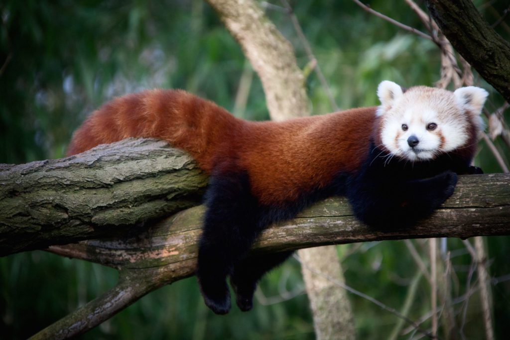 red panda cute