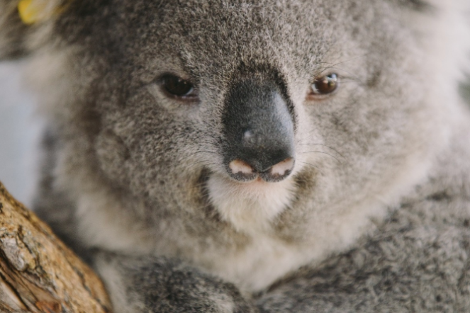GoFundMe Koalas