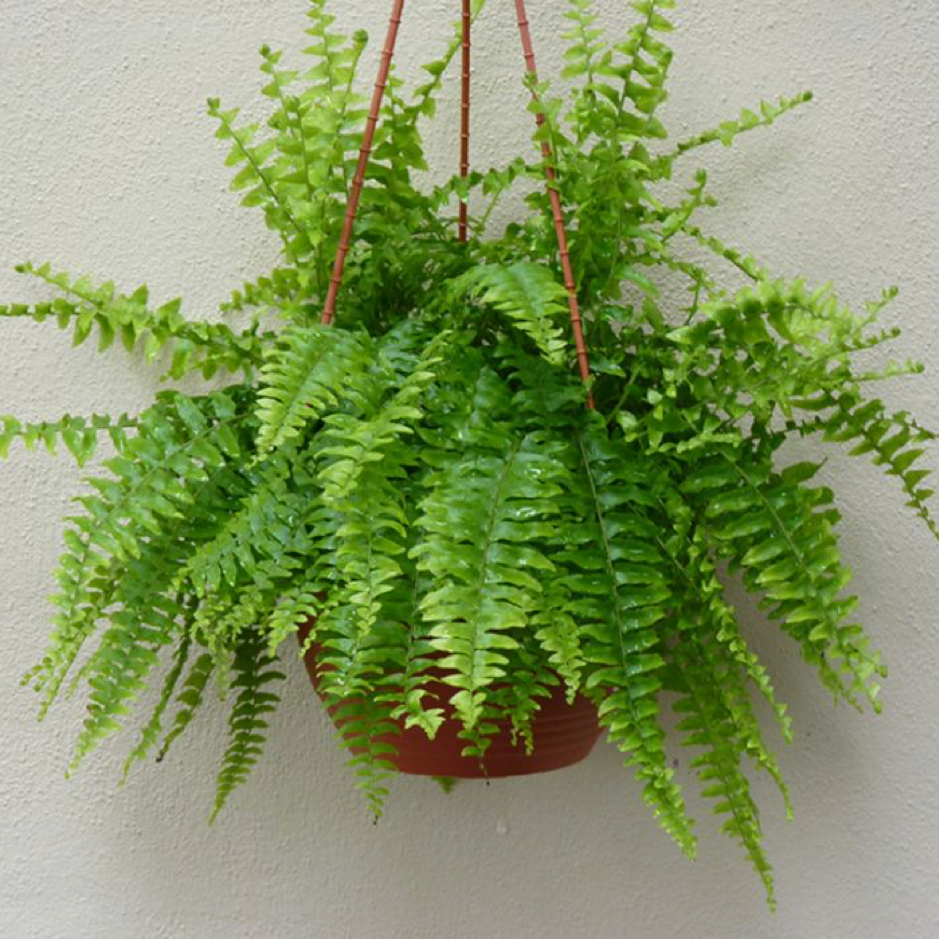 a photo of hanging boston fern houseplants