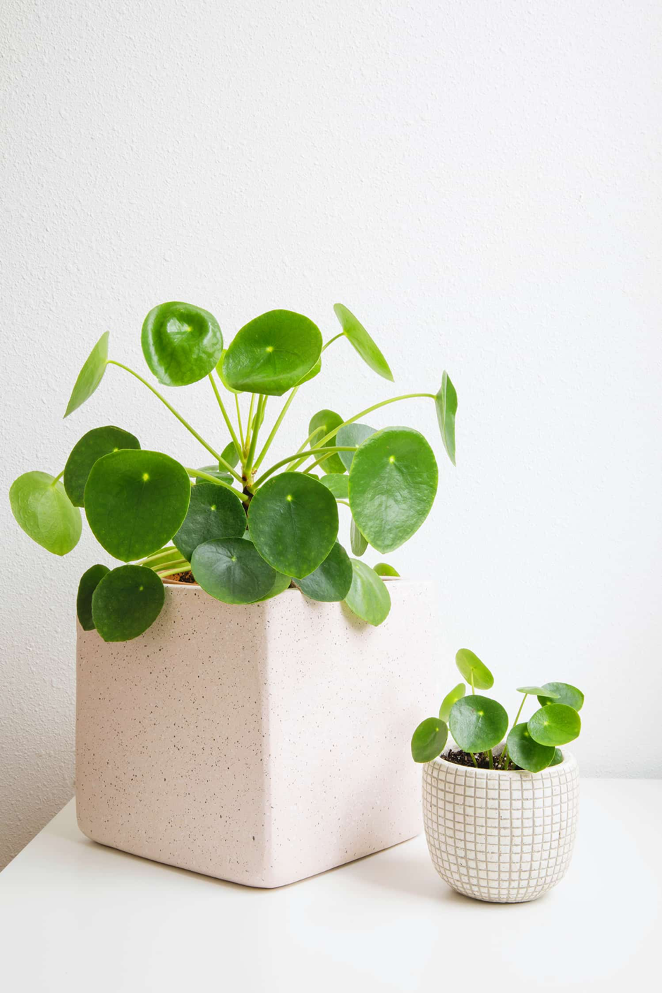 a photo of two pilea plants