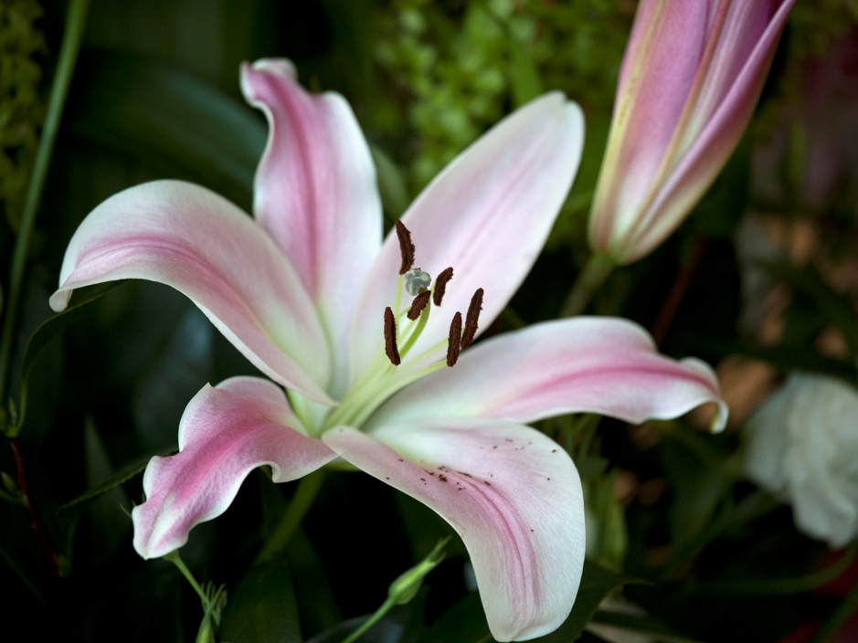 a photo of lili houseplants 