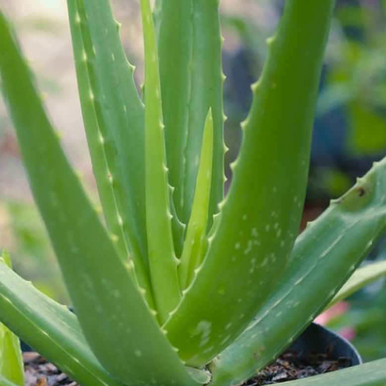 a photo of unsafe aloe vera houseplants 