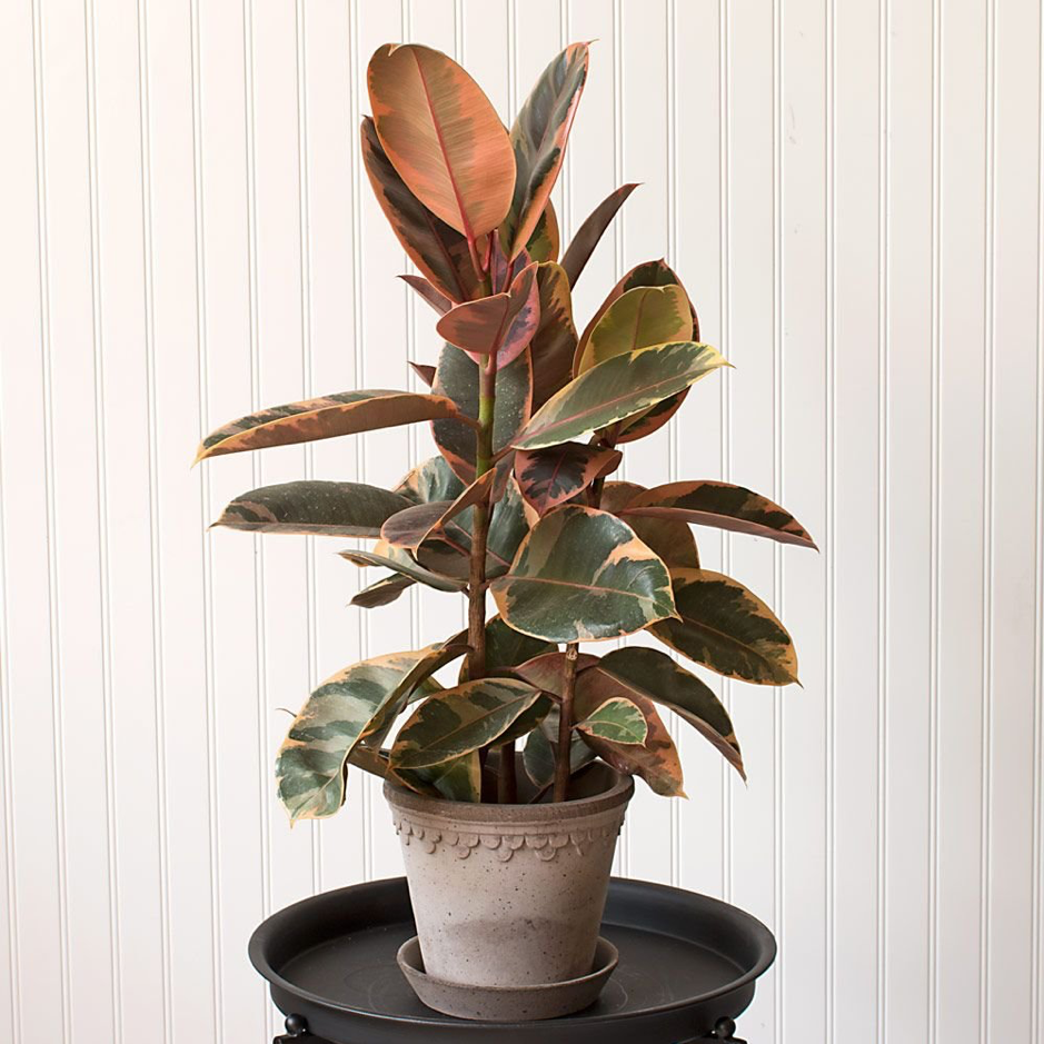 image of potted rubber houseplants