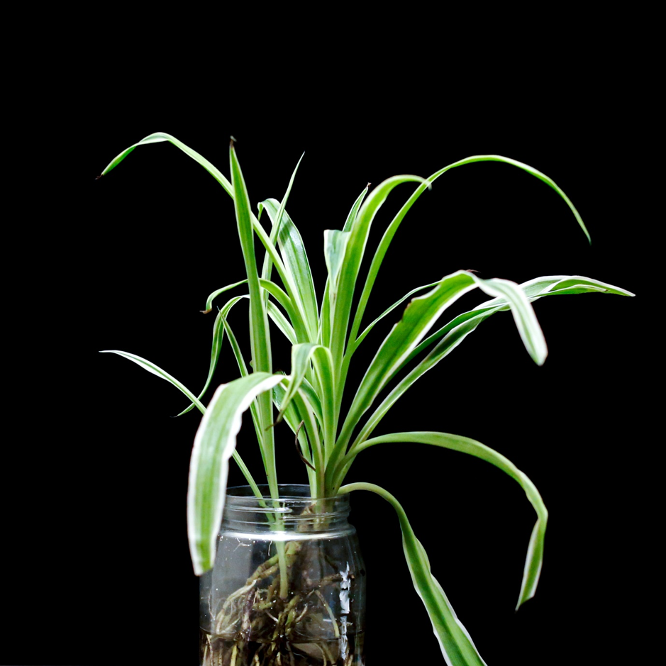 photo of spider houseplants