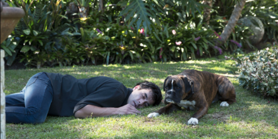 Home and Away Buddy the dog and James Stewart as Justin Morgan