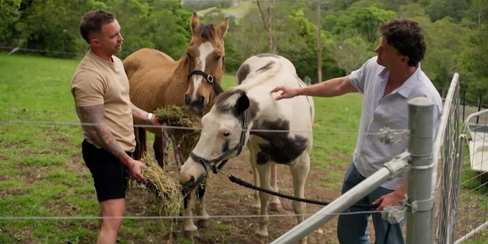 sam and Chris horses MAFS